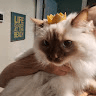 queen123432