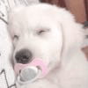 s1llypupp