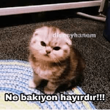 1115556513