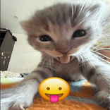 31286946