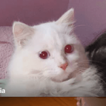 _Ahhtalia