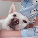 개조이