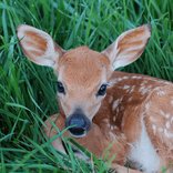 bambidoe