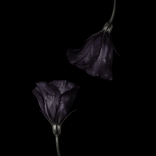 constellation818