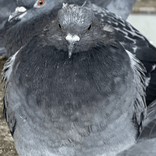 fattestpigeons