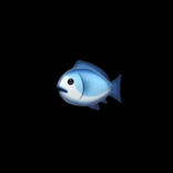 fish_elly