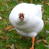 kuysjbmajhfeuggla