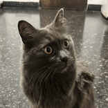 lucia.steffazi avatar