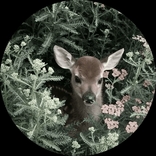 lulu_7x70