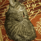 majda0051