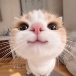 nnyuniie