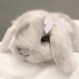 ohhbunnie