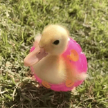 patitopatito