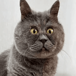 pineapple01188 avatar