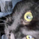 pxracetamol