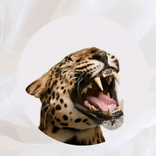 randy81559300.h avatar