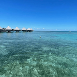 tigerlilymcintosh avatar