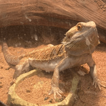 urfavbeardeddragon